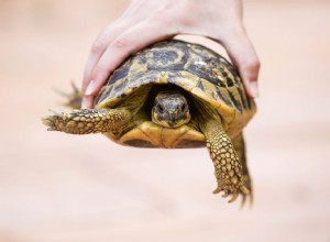 Как предотвратить сальмонеллез у черепах