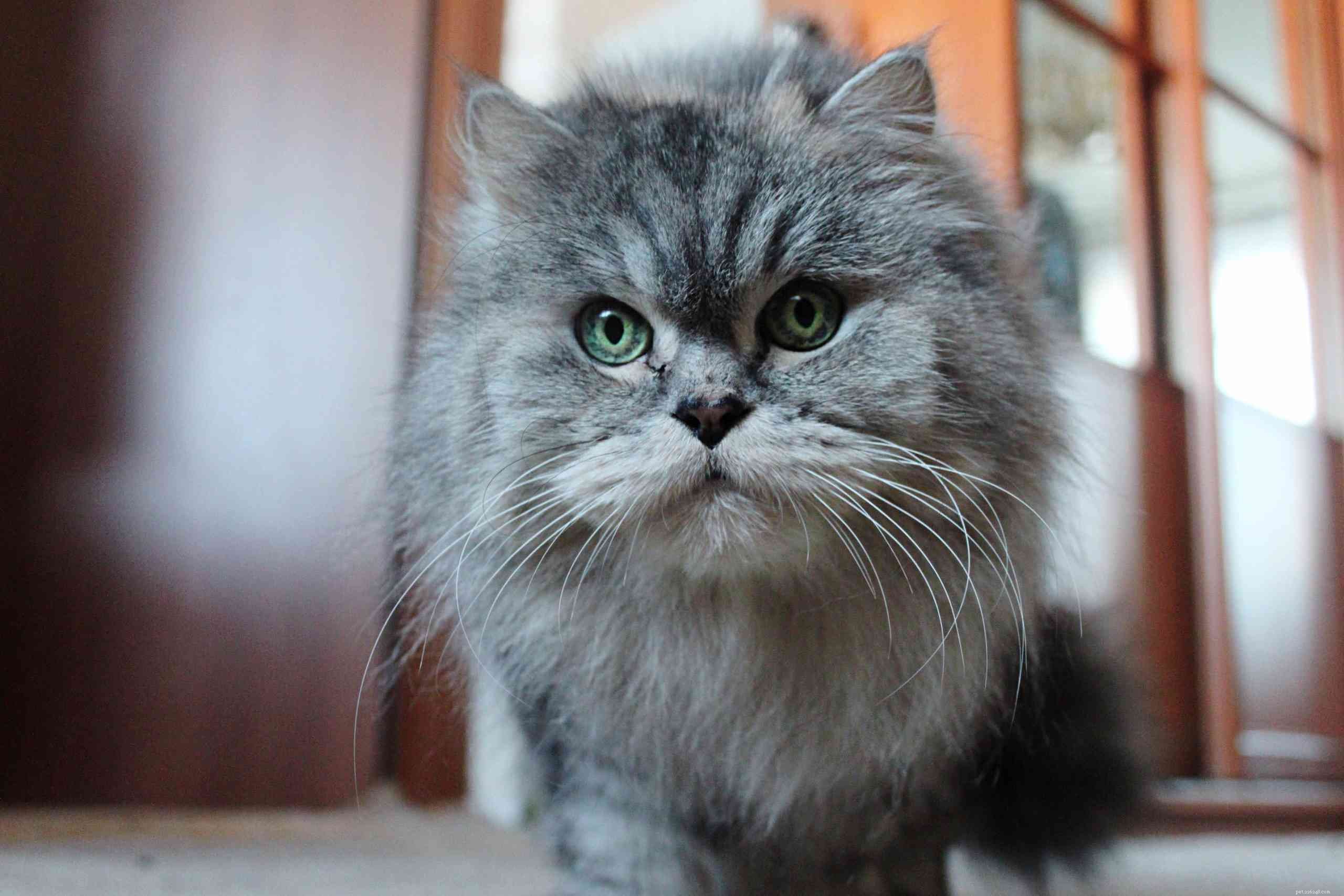 페르시아 고양이에게 가장 사랑스러운 이름 15개