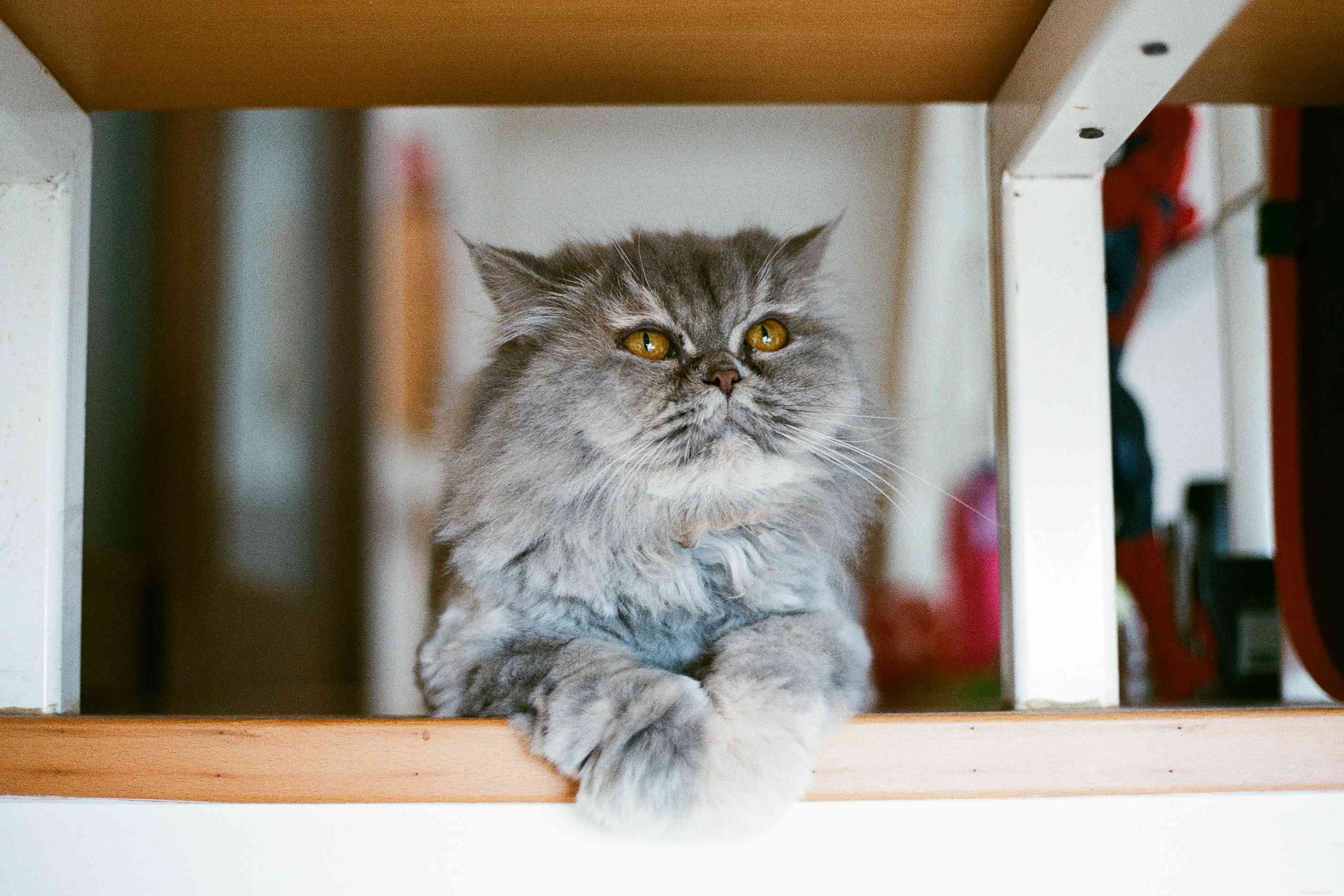 15 melhores nomes adoráveis ​​para gatos persas
