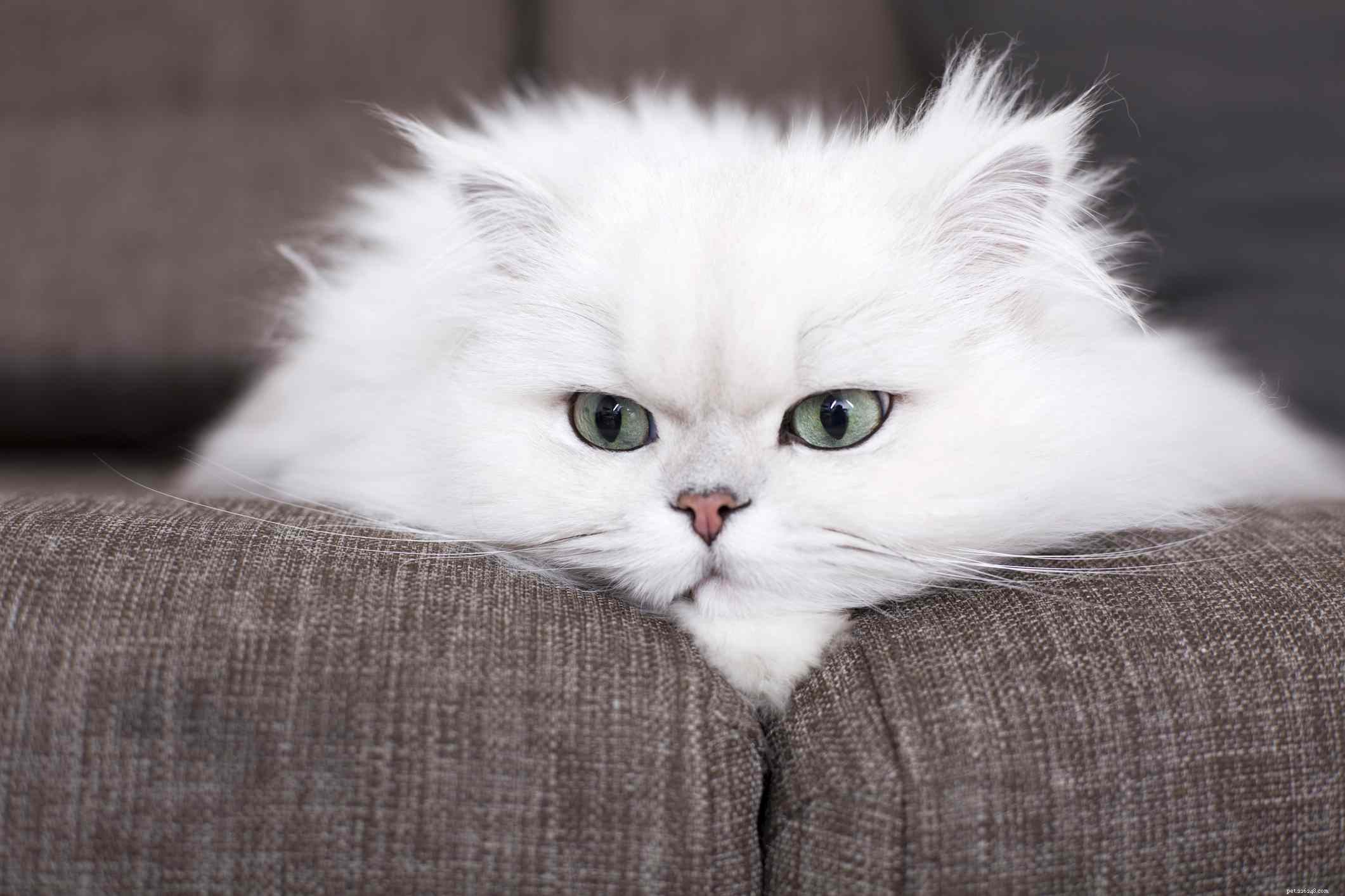 페르시아 고양이에게 가장 사랑스러운 이름 15개