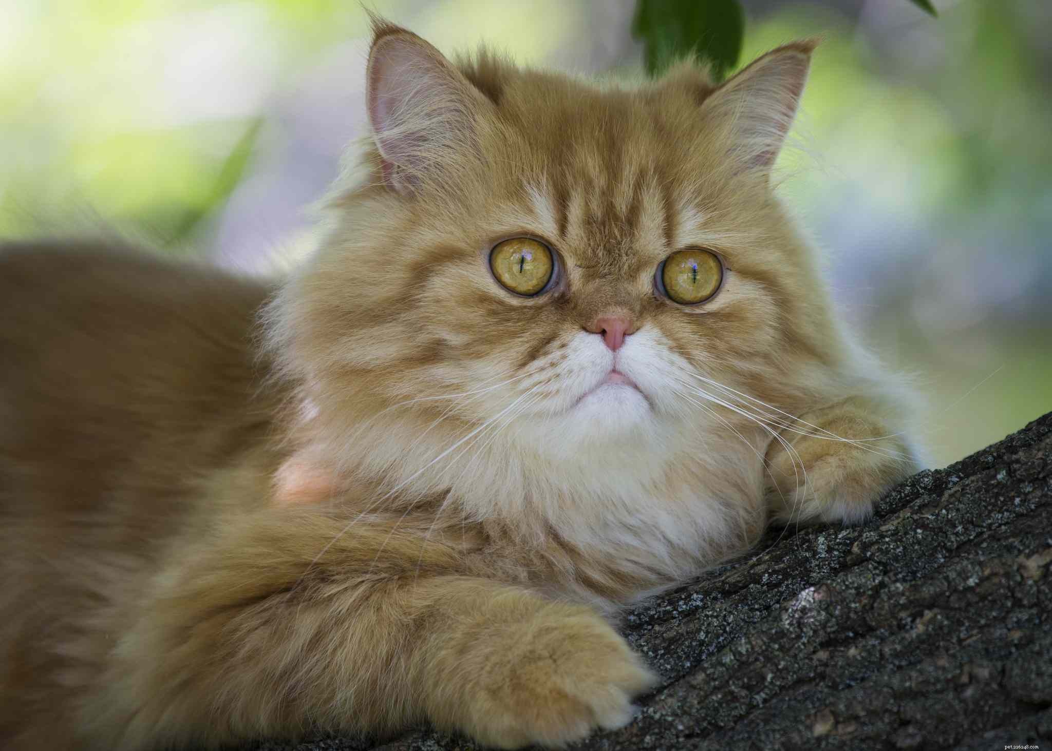 ペルシャ猫の15の最高の愛らしい名前 