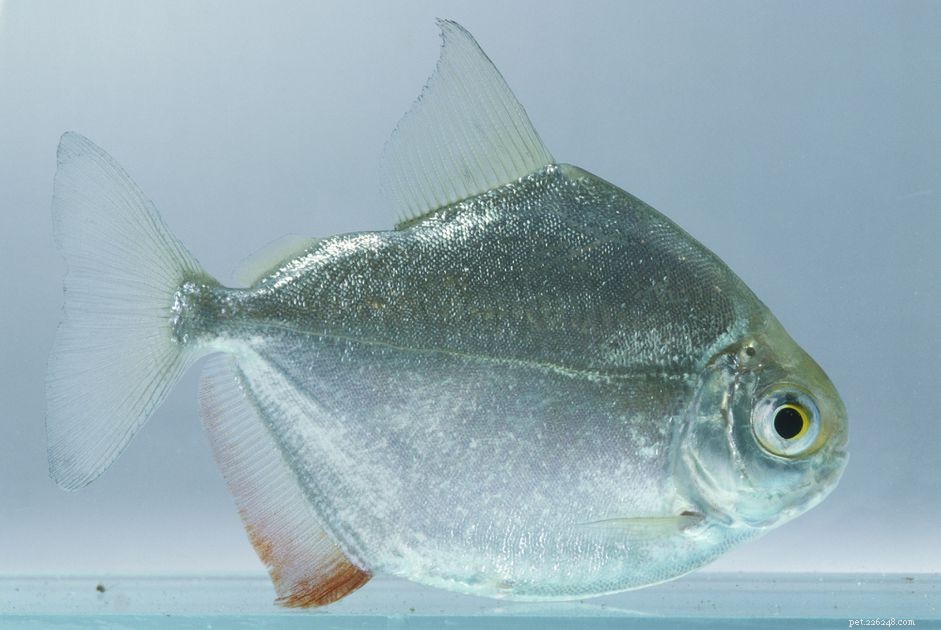 Perfil da espécie de peixe do dólar de prata
