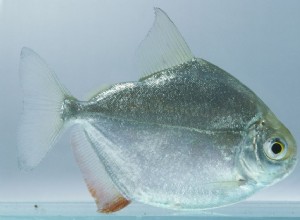 Profil rybího druhu ve stříbrném dolaru