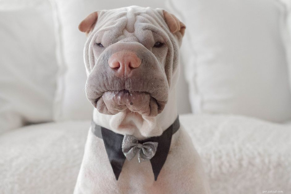 15 nejlepších roztomilých jmen pro psy
