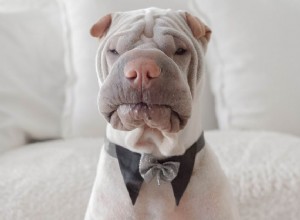 15 nejlepších roztomilých jmen pro psy