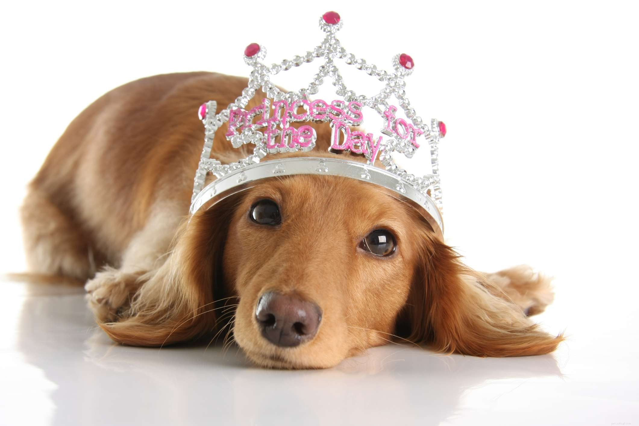 15 beste koninklijke namen voor honden