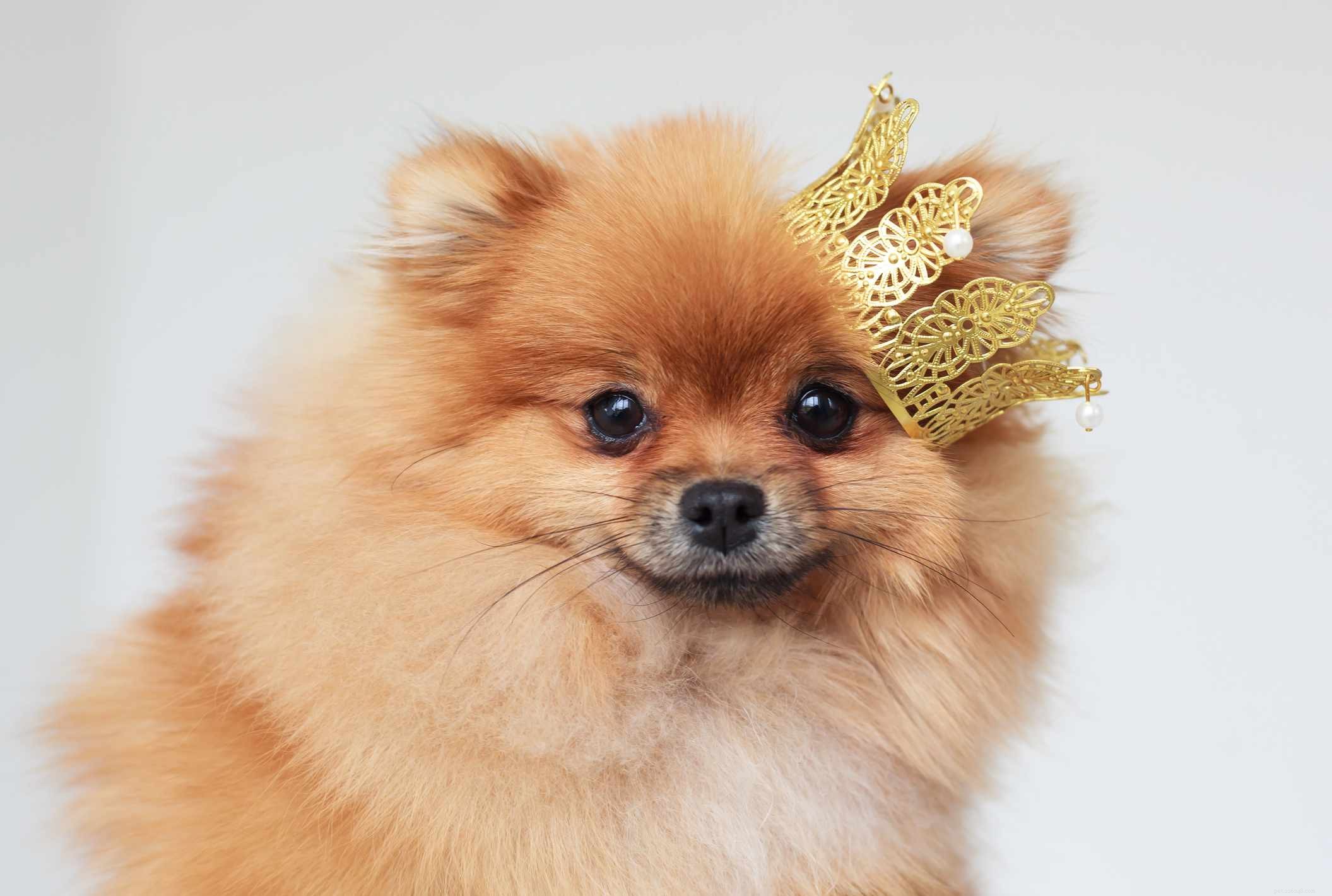 15 nejlepších královských jmen pro psy