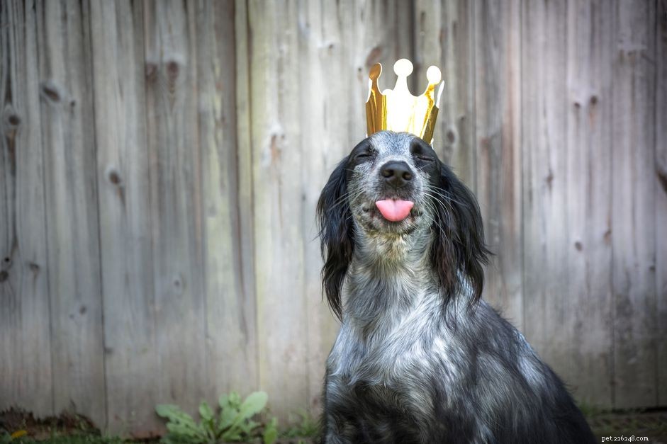 15 nejlepších královských jmen pro psy