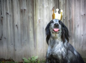 15 лучших королевских имен для собак