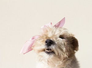 15 nejlepších roztomilých jmen pro psí feny