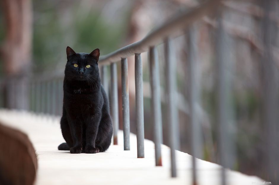 Bästa svarta kattnamn