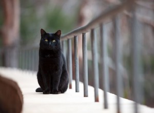 Principais nomes de gatos pretos