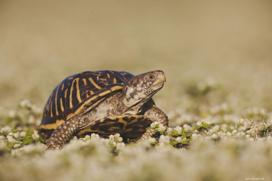 Украшенная коробчатая черепаха:профиль вида