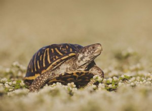 Украшенная коробчатая черепаха:профиль вида