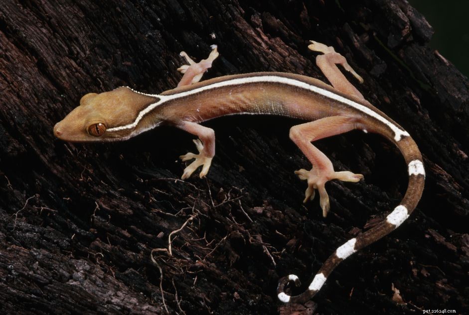 Белополосый геккон:профиль вида