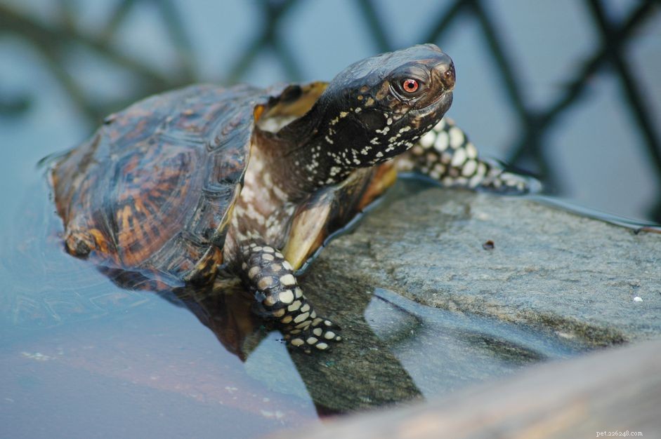 Коробчатая черепаха побережья Мексиканского залива:профиль вида