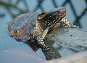 Коробчатая черепаха побережья Мексиканского залива:профиль вида