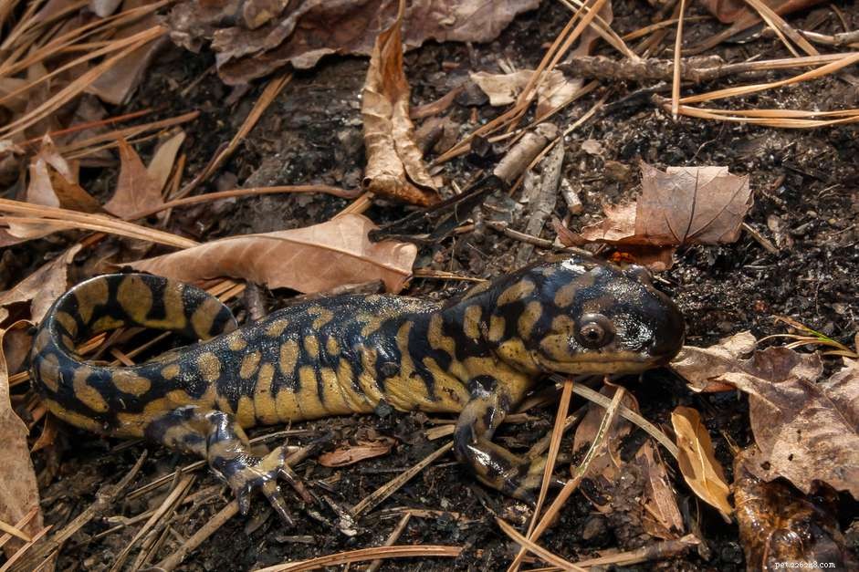 Тигровая саламандра:профиль вида