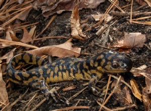 Тигровая саламандра:профиль вида