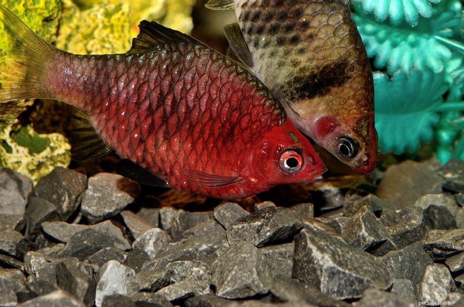 검은 루비 미늘(보라색 머리 미늘) 물고기 종 프로필