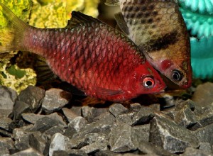 Perfil da espécie de peixe Black Ruby Barb (Purple-headed Barb)