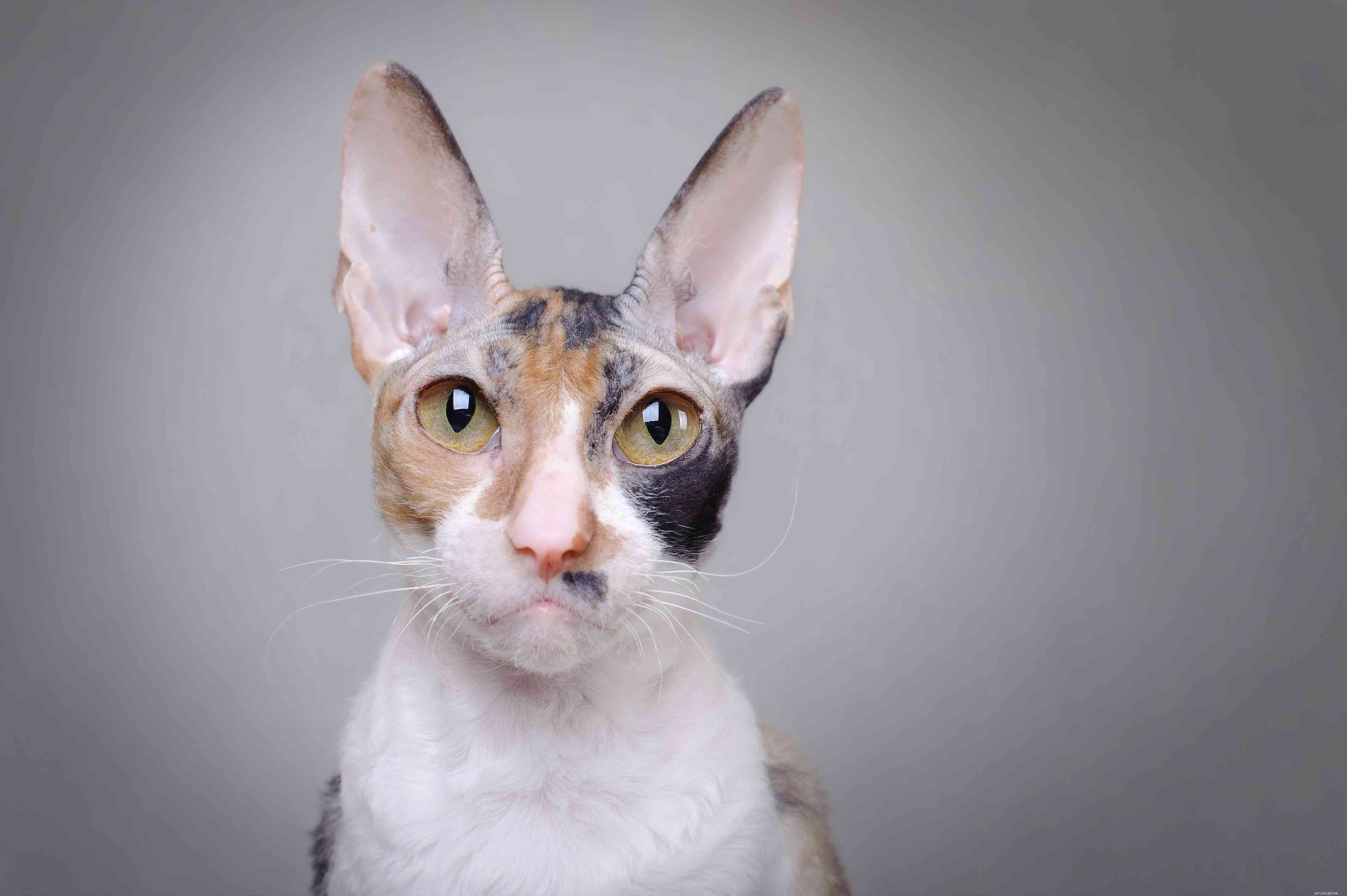 15 лучших пород кошек с большими глазами