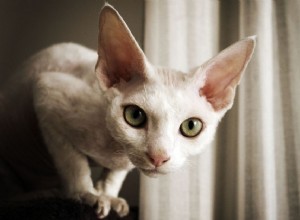 15 nejlepších plemen koček s velkýma očima