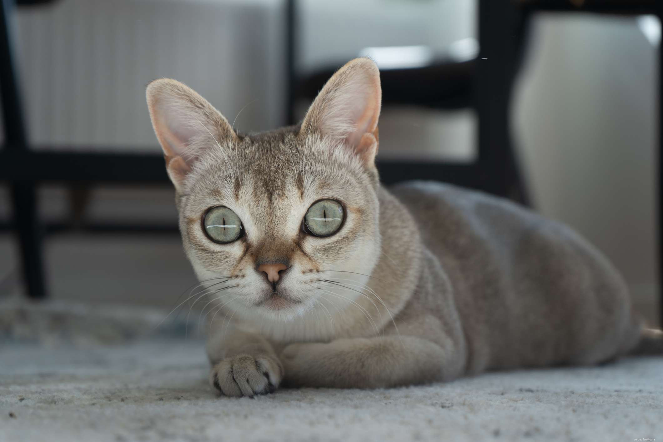 15 meilleures races de chats avec de grands yeux