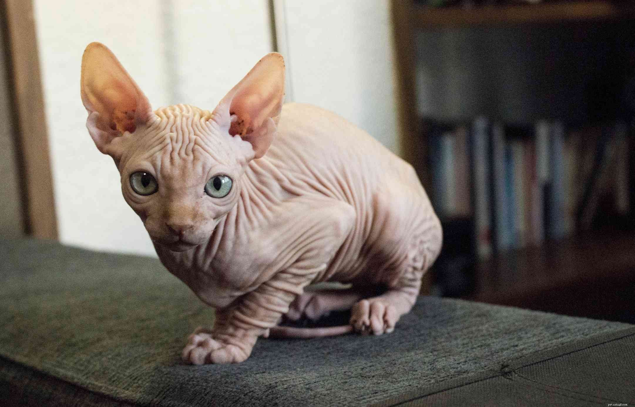 15 meilleures races de chats avec de grands yeux
