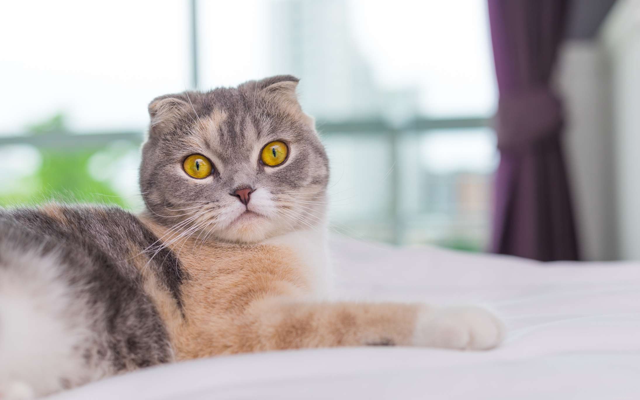 큰 눈을 가진 15가지 최고의 고양이 품종