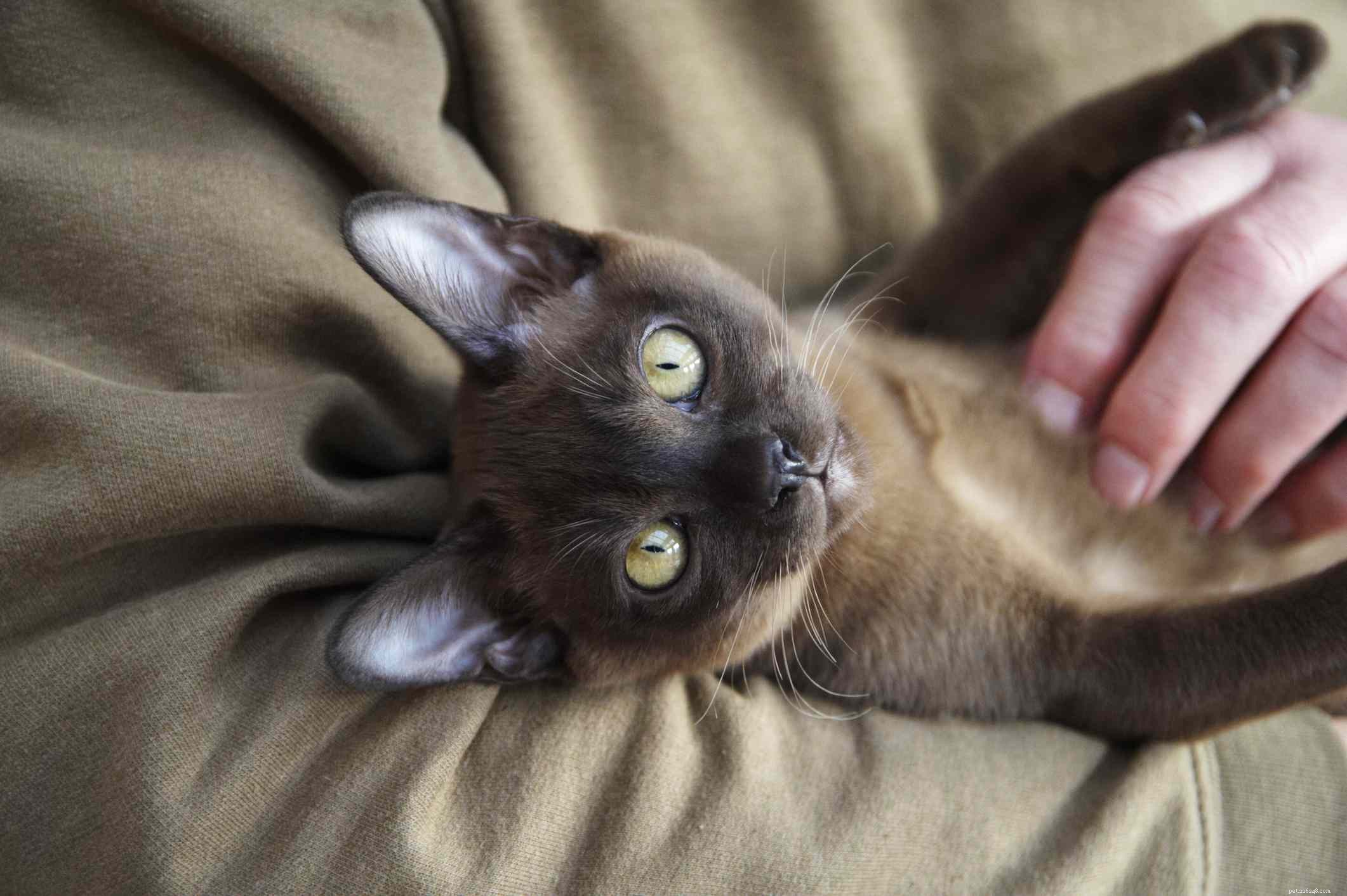 15 melhores raças de gatos com olhos grandes