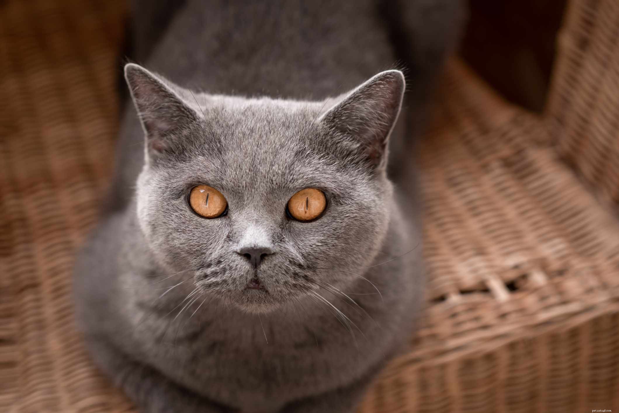 15 migliori razze di gatti con occhi grandi