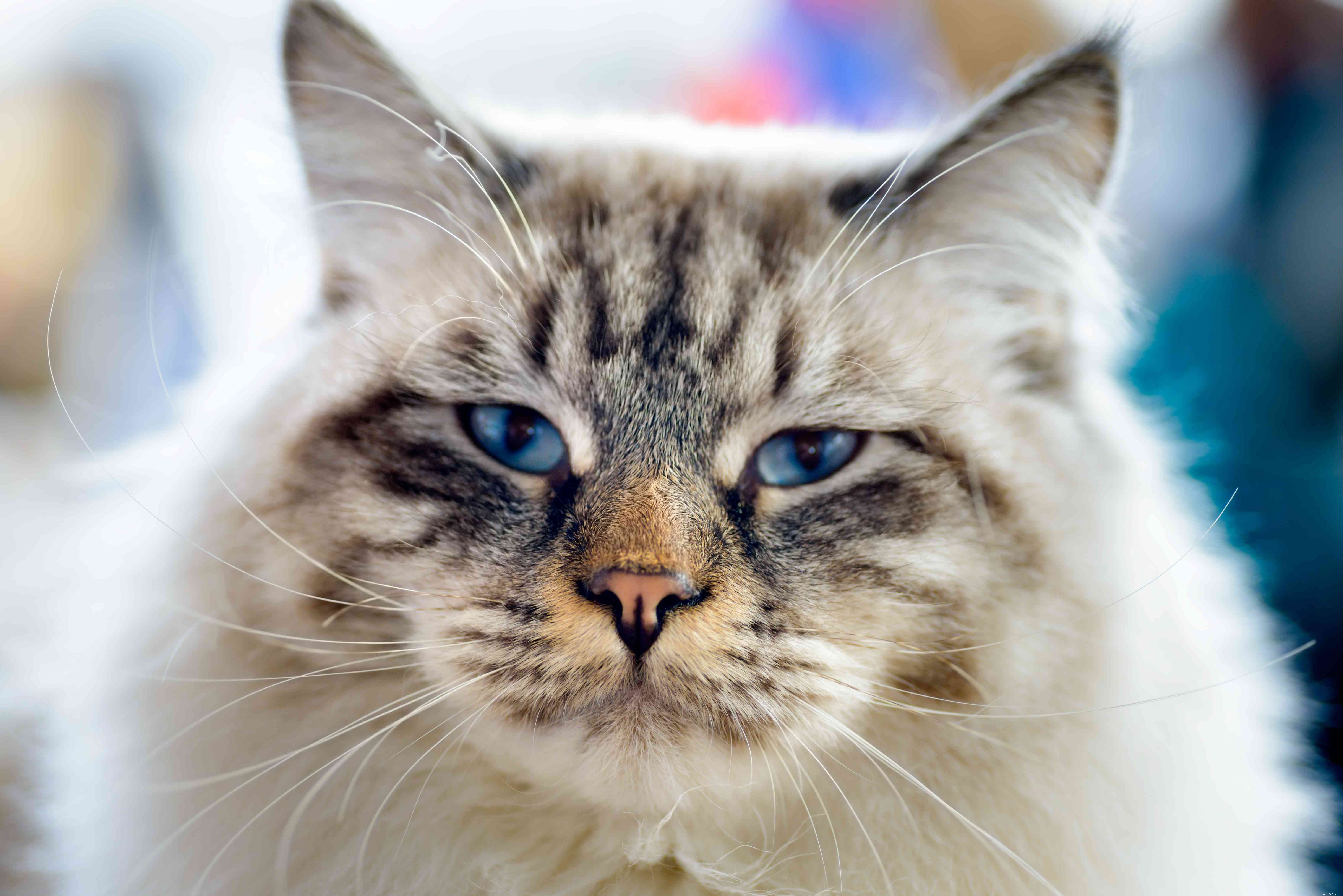 15 migliori razze di gatti con occhi grandi