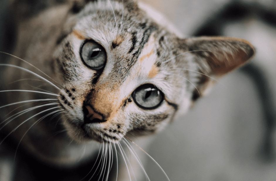 11 вещей, которые понимают только владельцы кошек