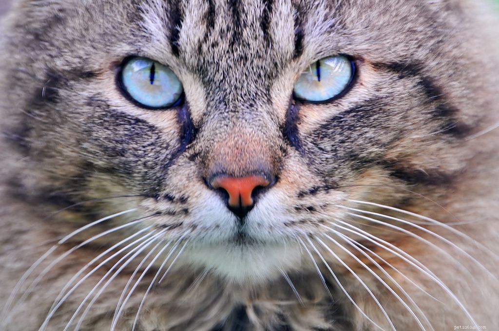 11 вещей, которые понимают только владельцы кошек