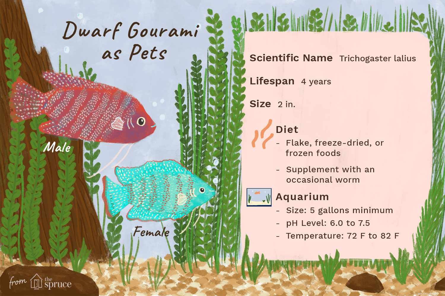 Profil rybího druhu trpasličí gurami (Flame Gourami)