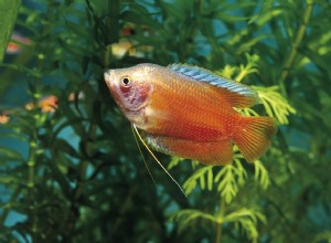 Perfil da espécie de peixe Gourami anão (Gourami das chamas)