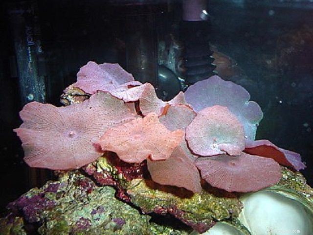 Měkké houbové korály nebo diskové sasanky