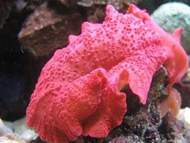Měkké houbové korály nebo diskové sasanky