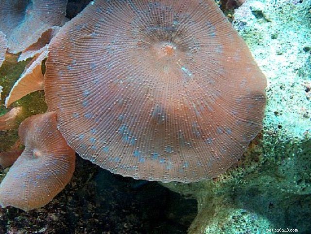 Мягкие грибовидные кораллы или дисковые анемоны