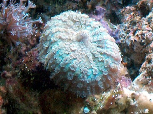 부드러운 버섯 산호 또는 원반 말미잘