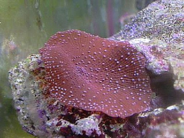 Cogumelos macios ou anêmonas de disco