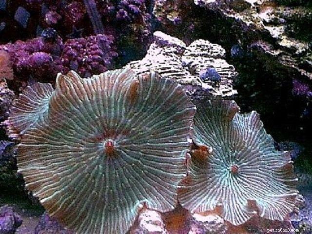 Coraux champignons mous ou anémones discales