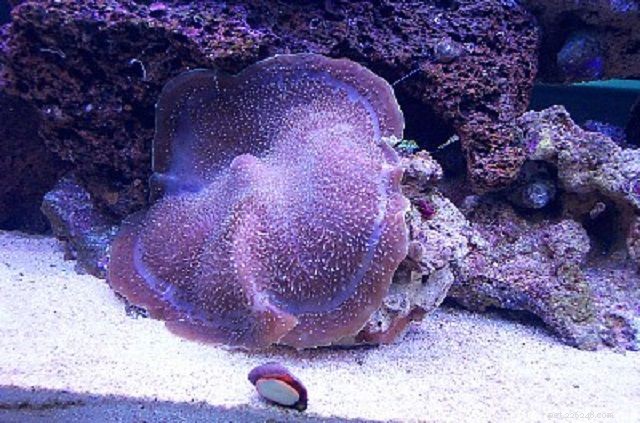 부드러운 버섯 산호 또는 원반 말미잘