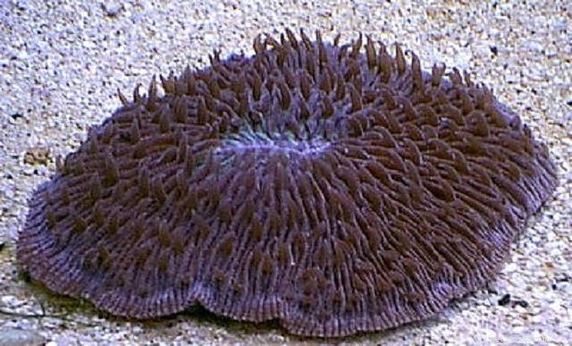 Coralli a fungo tenero o anemoni a disco