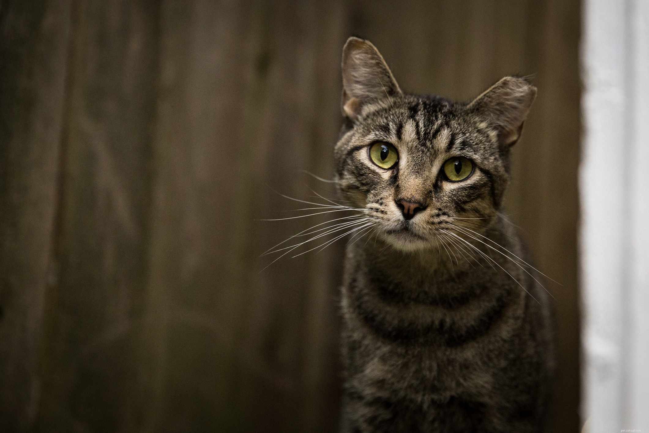 Feral Cat vs Stray Cat:What s the Difference?