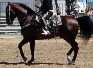 Cavalo Azteca:Perfil da Raça