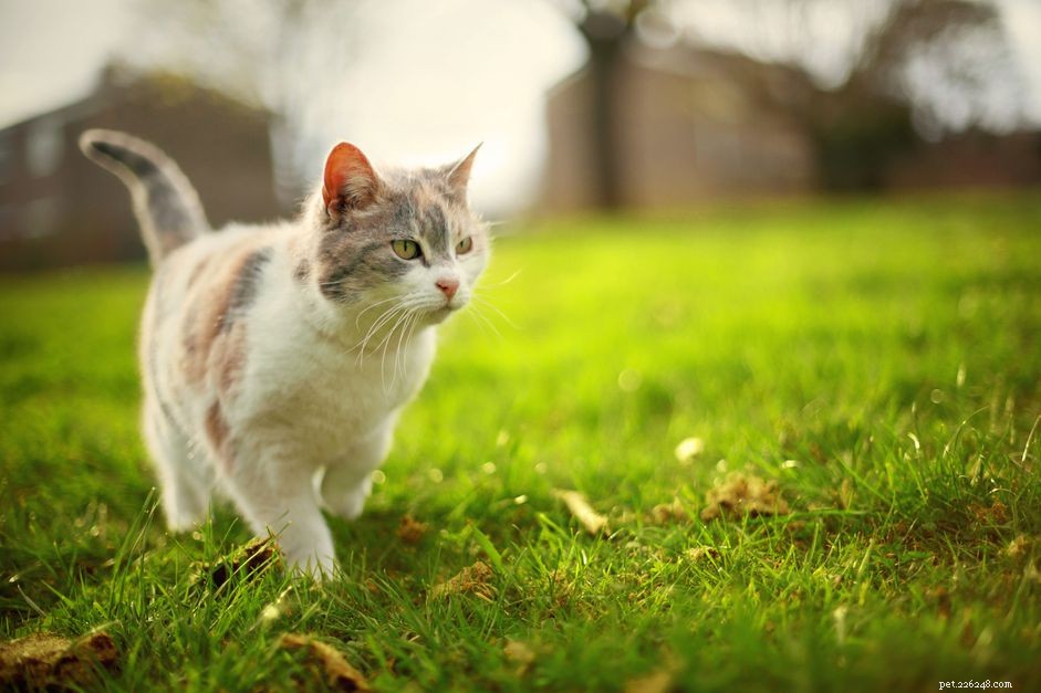 Divoká kočka vs. toulavá kočka:Jaký je rozdíl?
