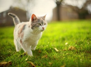 야성 고양이 대 길 잃은 고양이:차이점은 무엇입니까?