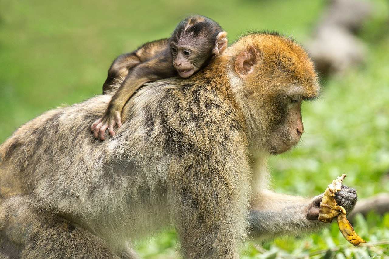 10 zvířátek, která milují mámu